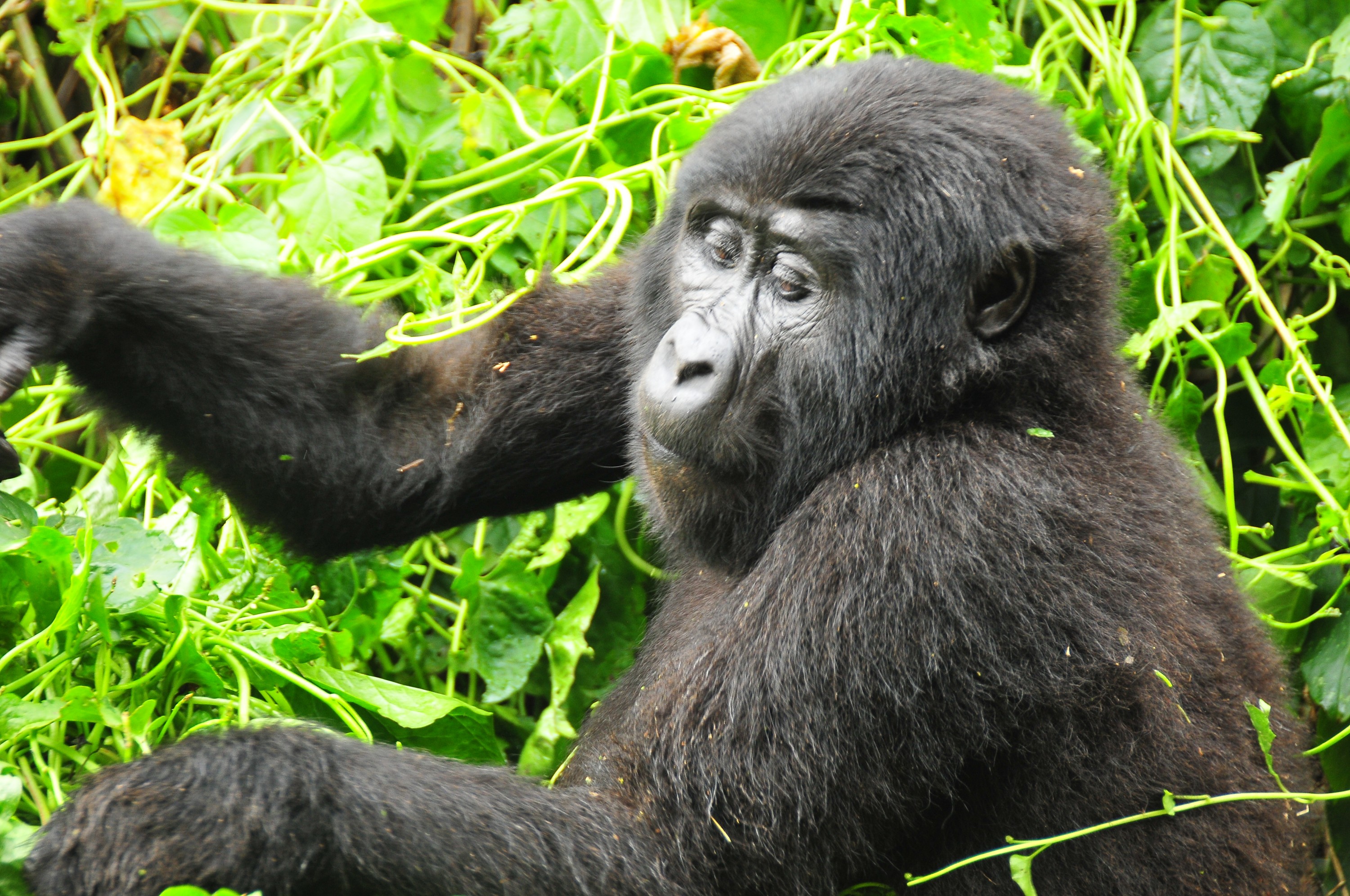 Bwindi- Rushegura gorilla family 