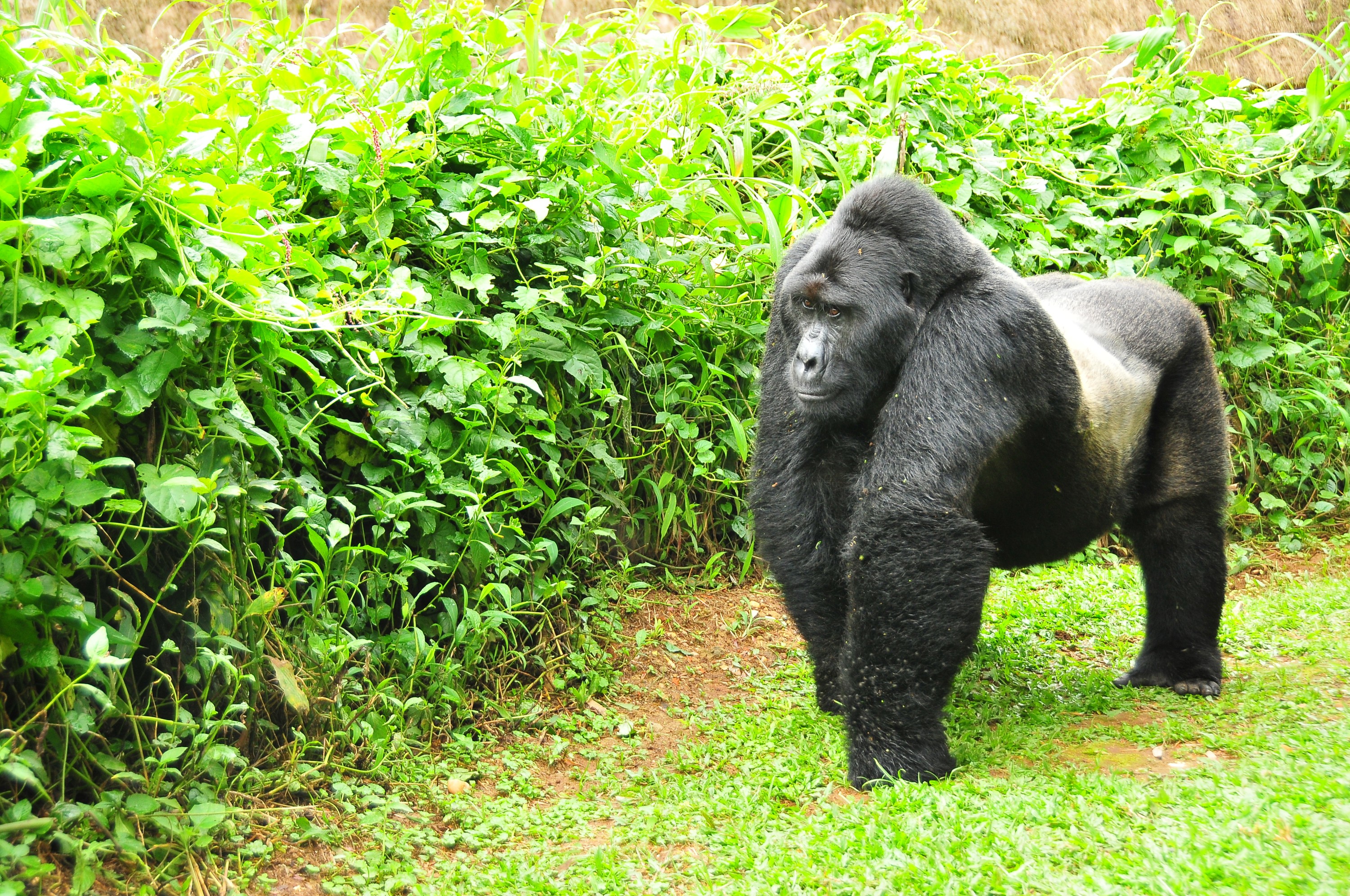 Read more about the article Gorilla Trekking In Africa