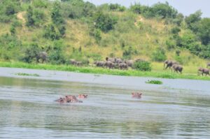 Boat cruise in Murchison Falls National Park