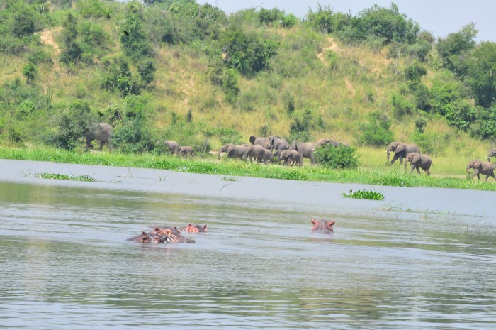 You are currently viewing Boat Cruise Safari In Murchison Falls National Park