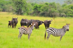 12 days Best of Uganda Safari