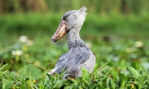 Read more about the article Shoebill stork