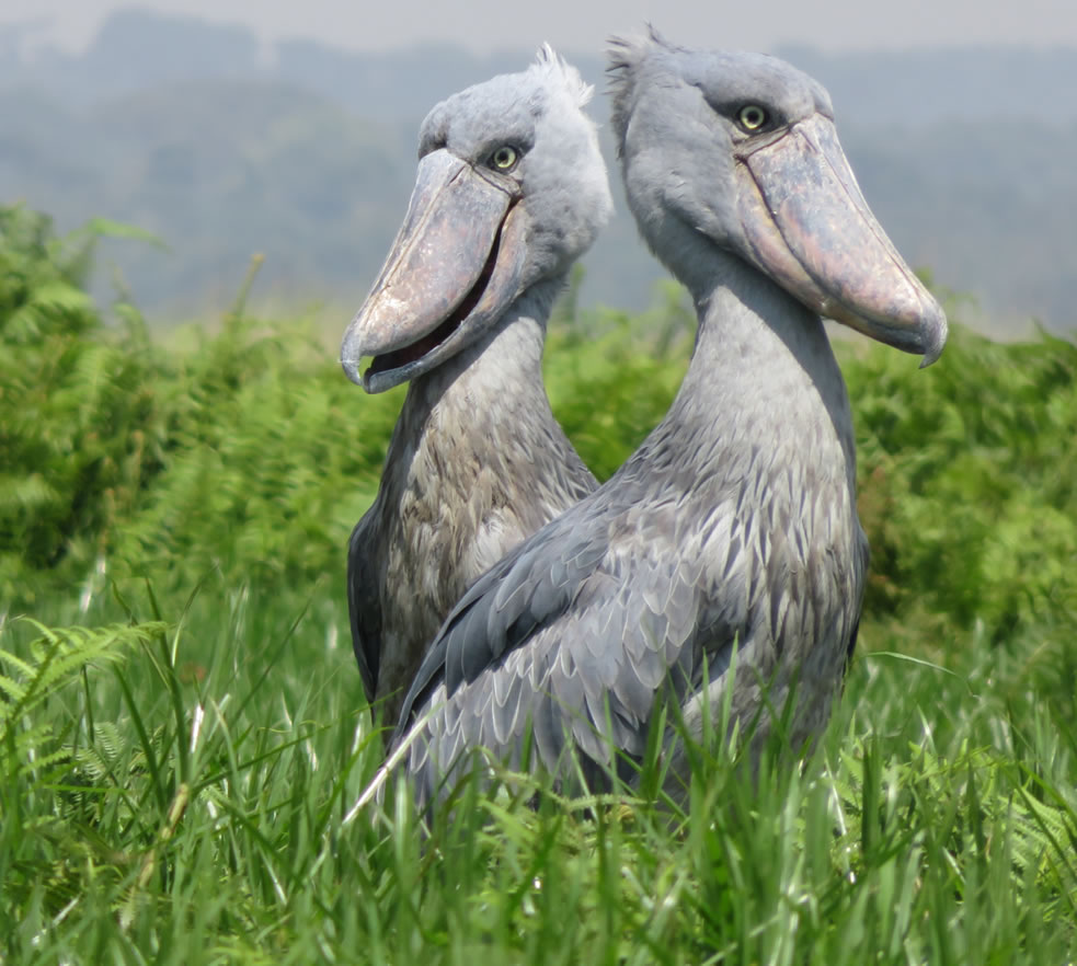 Shoebill stork