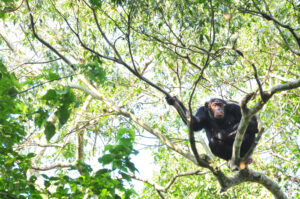 Kibale National Park