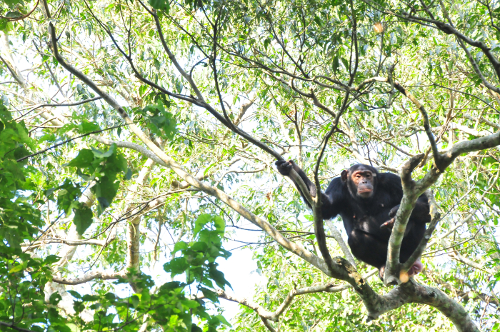 Read more about the article Top Activities To Do In Kibale Forest National Park.