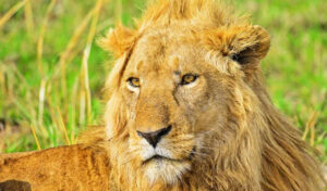 Read more about the article Lion tracking experience in Uganda