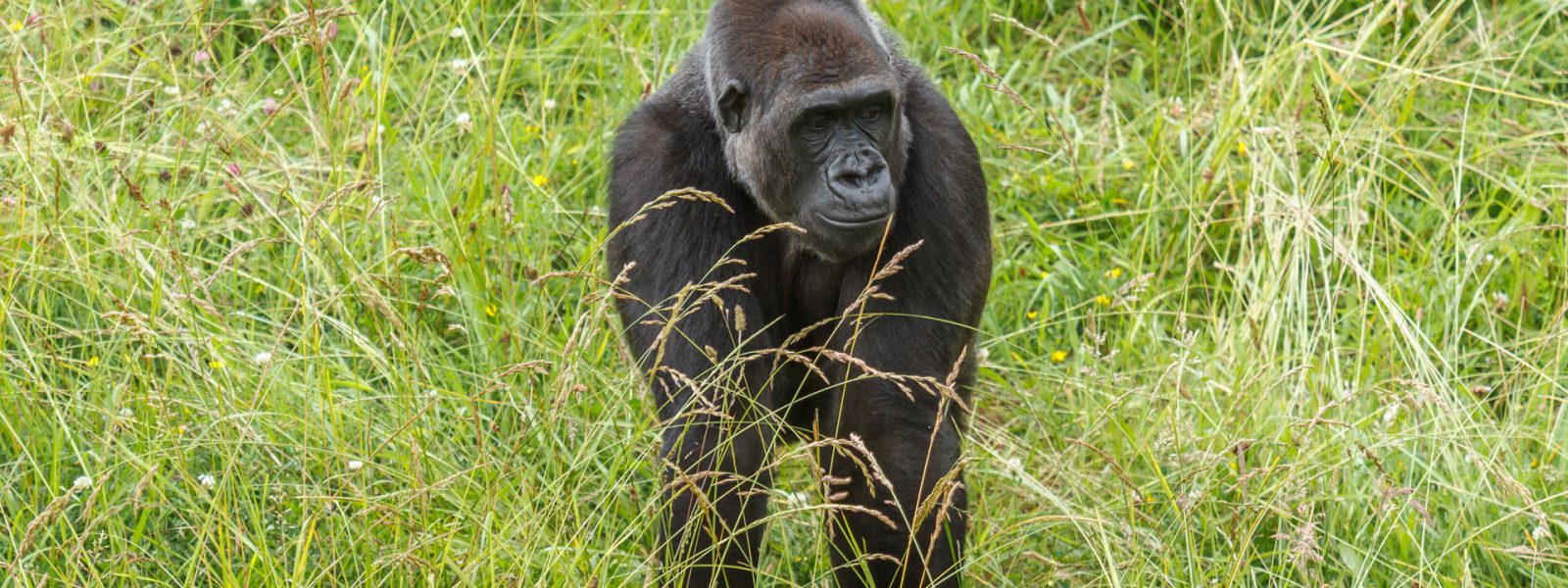 You are currently viewing 3 days Kahuzi Biega National park