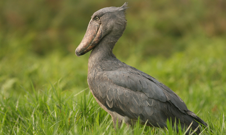 Shoebill stork