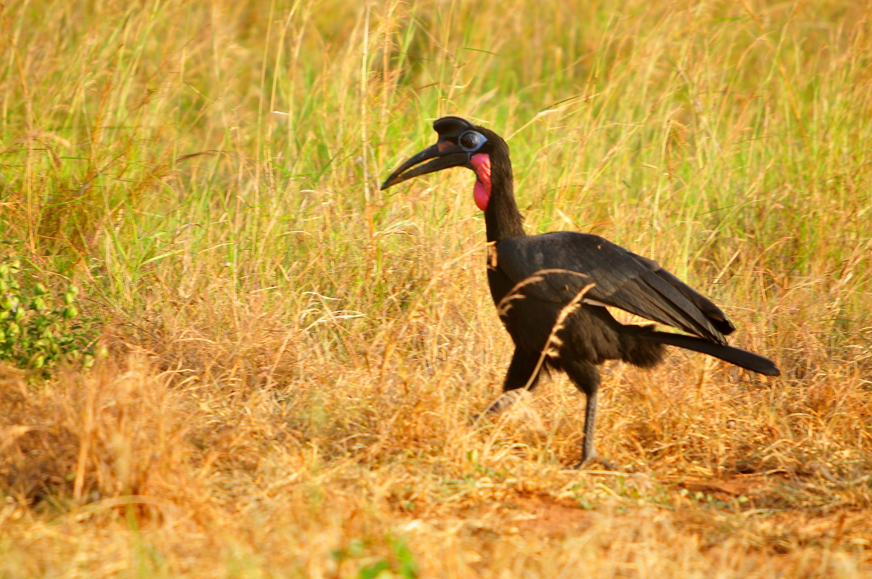 You are currently viewing Uganda Birding Safaris