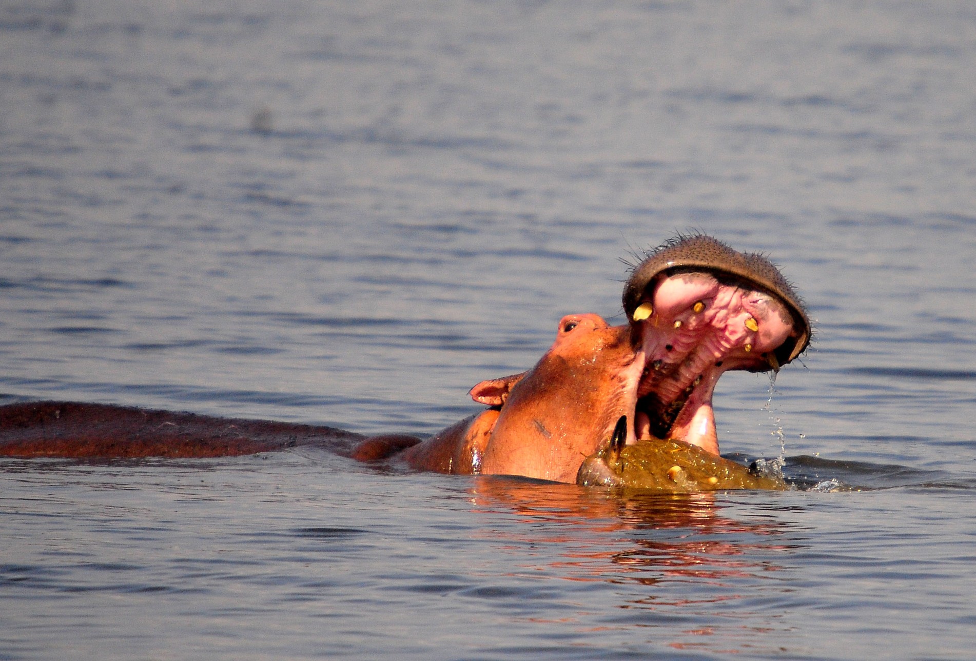 You are currently viewing Wildlife Safaris in Uganda