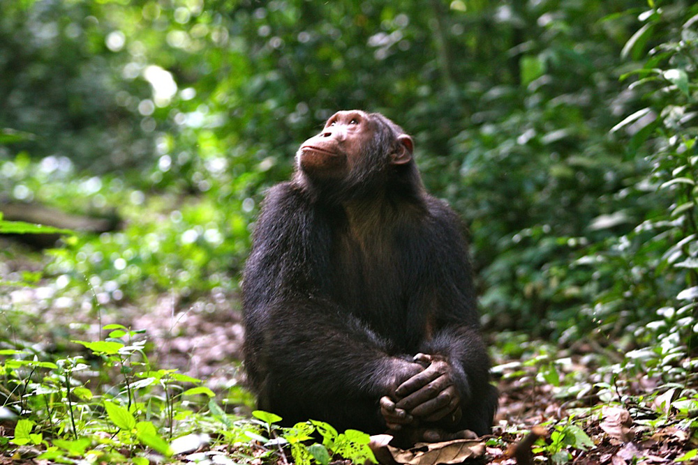 You are currently viewing Chimpanzee trekking in Kyambura Gorge