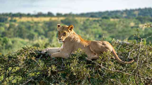 You are currently viewing Managing Luggage on a Rwanda safari